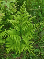 Pteridium latiusculum japonicum