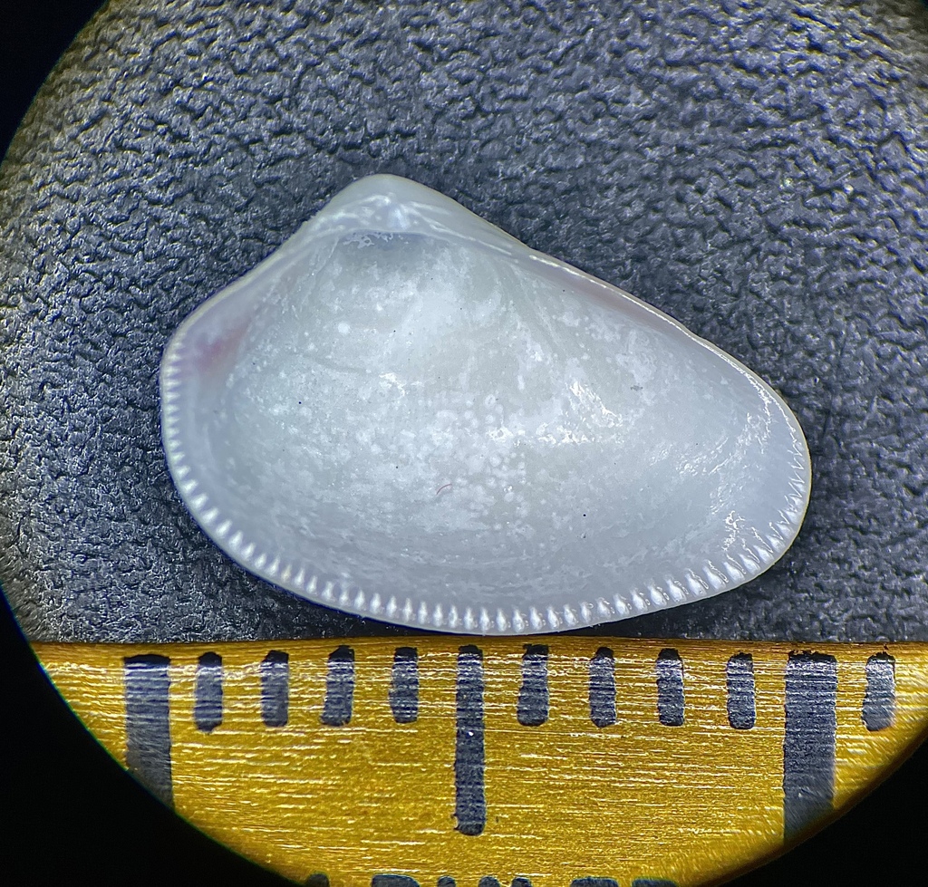 texas coquina