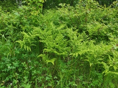 Pteridium latiusculum japonicum