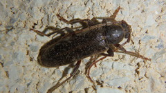 Trichoferus campestris
