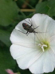 Closterotomus cinctipes