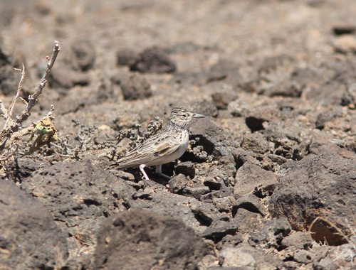 Raso Lark (Alauda razae), photo 2