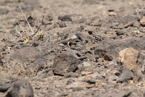 Raso Lark (Alauda razae), photo 2