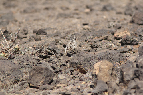 Raso Lark (Alauda razae), photo 4