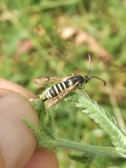 Bembecia ichneumoniformis