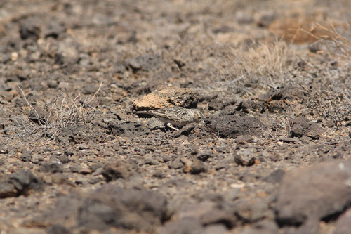 Raso Lark (Alauda razae), photo 5
