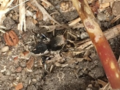 Habronattus schlingeri