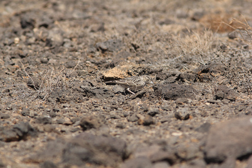 Raso Lark (Alauda razae), photo 6