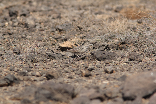 Raso Lark (Alauda razae), photo 7