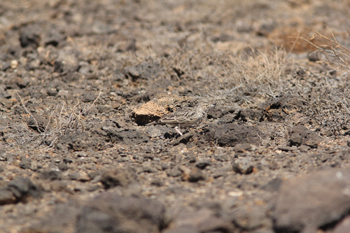 Raso Lark (Alauda razae), photo 8