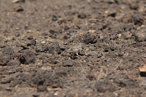 Raso Lark (Alauda razae), photo 9