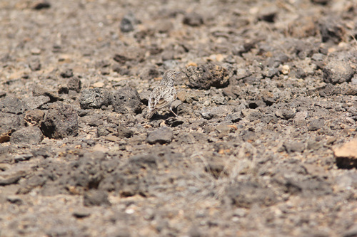 Raso Lark (Alauda razae), photo 10