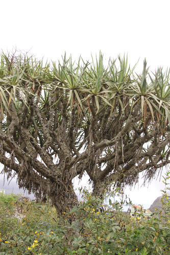 Dracaena caboverdeana, photograph 4