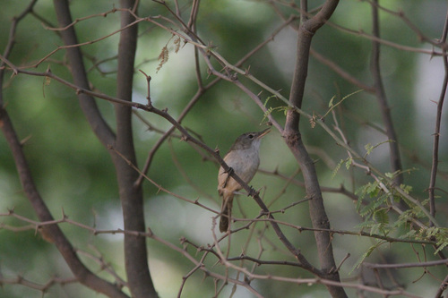 iNaturalist image