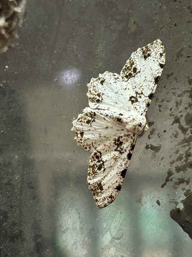 Biston abruptaria