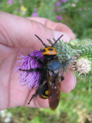 Megascolia maculata maculata