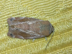 Cosmia affinis
