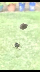 Araneae