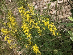 Cytisus nigricans