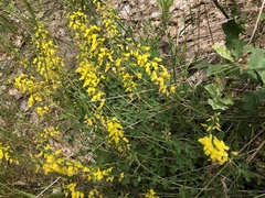 Cytisus nigricans