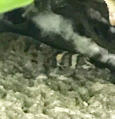 Sphaerodactylus