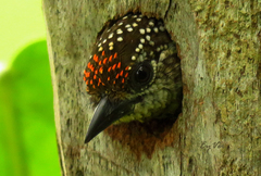 Picumnus lafresnayi