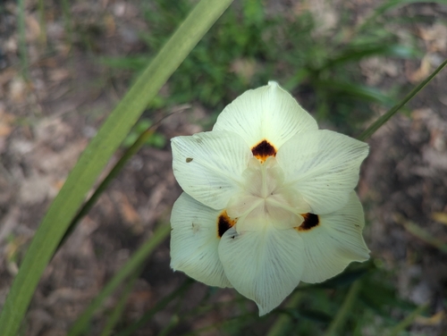 Image of Dietes bicolor by (c) biogeek, some rights reserved (CC BY)