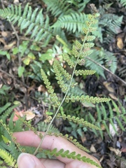 Dryopteris ludoviciana, photograph (c) harrier, some rights reserved (CC BY)