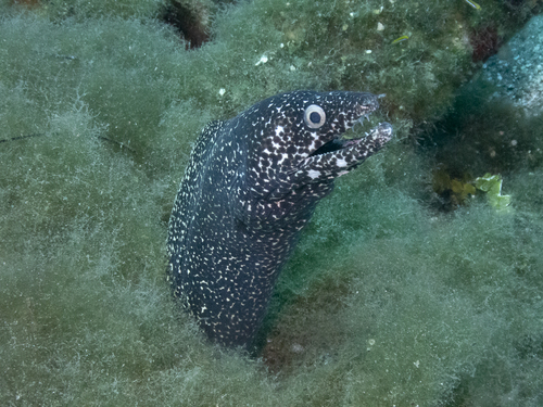 Photo of Spotted moray (Gymnothorax moringa)