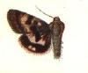 Oregon Gem Moth