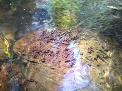 Peltigera hydrothyria