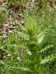 Cirsium scariosum