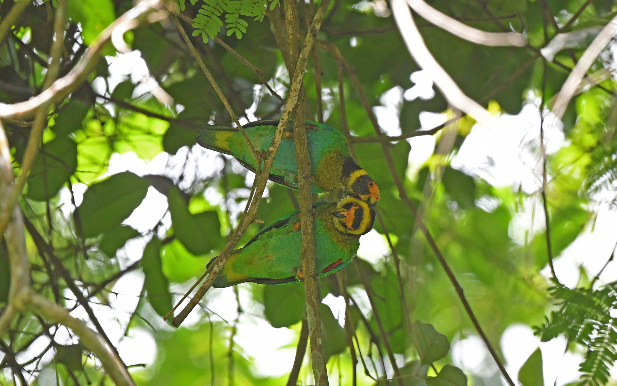 Vulturine Parrot (Pyrilia vulturina)