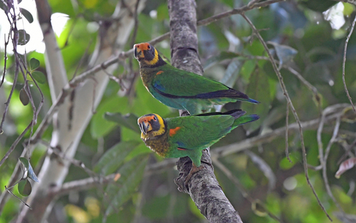 Vulturine Parrot