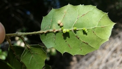 Callirhytis serricornis