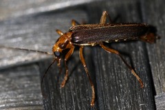 Nacerdes carniolica