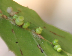 Callirhytis serricornis