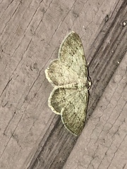 Digrammia ocellinata