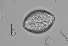 Cocconeis pediculus