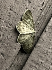 Digrammia ocellinata