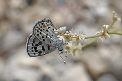 Euphilotes battoides