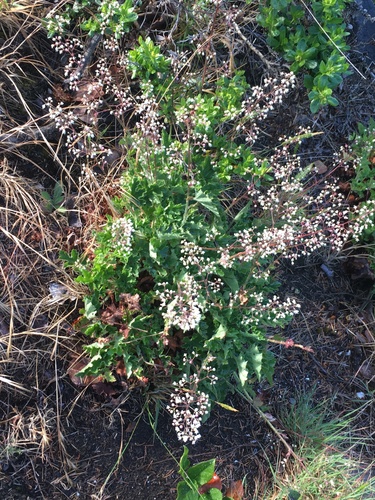 Heuchera micrantha var. hartwegii
