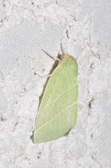 Bena bicolorana