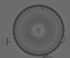 Stephanodiscus reimeri