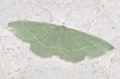 Phaiogramma etruscaria