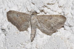 Eupithecia simpliciata