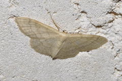Idaea deversaria