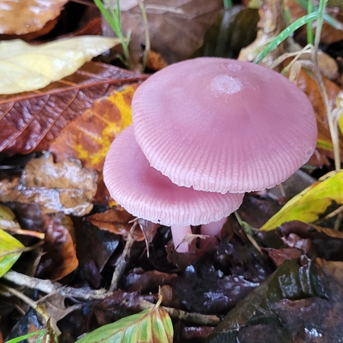 Rosy Bonnet (Mycena rosea)
