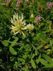 Trifolium pannonicum