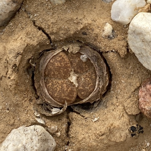 Lithops localis